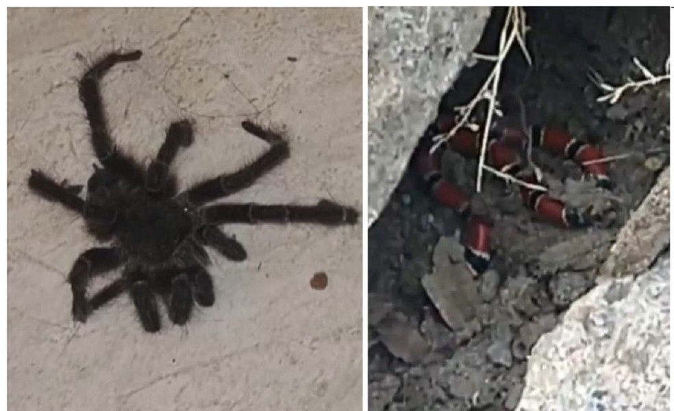 Cobras e aranhas têm aparecido em casas na Serra, ES — Foto: Reprodução/TV Gazeta