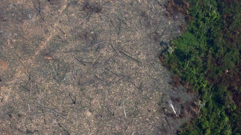 Zogue-zogue-da-barba-branca vive no chamado "Arco do Desmatamento", área onde as matas foram abertas para dar lugar a plantações ou gados.  — Foto: Reuters