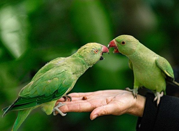 Consumidores querem mais produtos para outros animais, especialmente pássaros (Foto: Pixabay / Robert Krajewski / CreativeCommons)