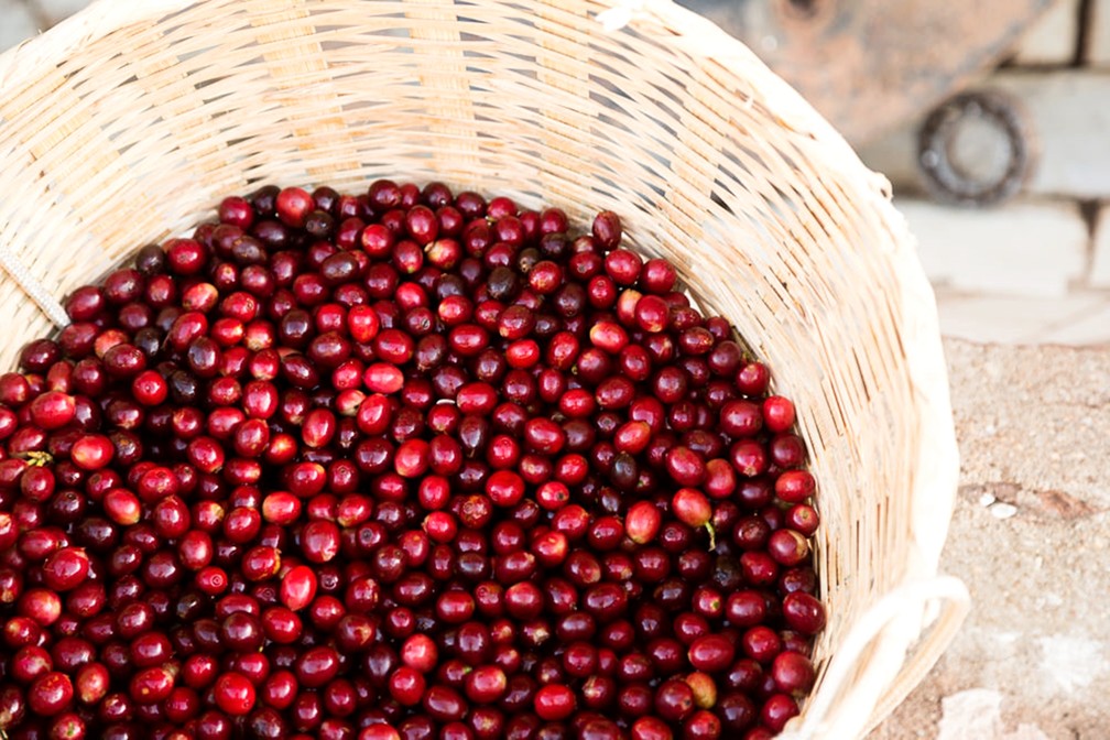 Experiência em rota de turismo no Sul de MG permite contato com café especial. (Foto: Divulgação/Rota do Café)