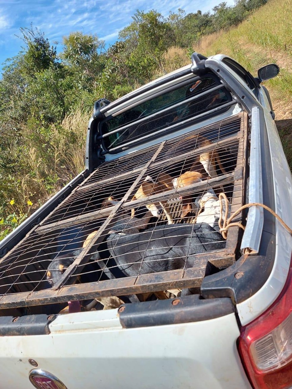 Junto ao animal, havia seis cachorros presos em uma gaiolaa. — Foto: PM/MT