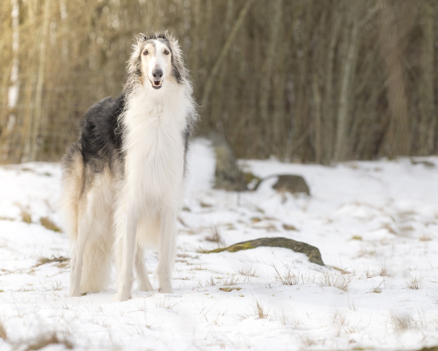 Cães da raça são capazes de aguentar baixas temperaturas graças a sua resistência ao frio (Foto: Canva/Creative Commons)