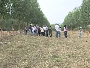 Sistema Silvepastoril une pastagem gado e árvores em uma só área (Foto: Reprodução/TV Integração)