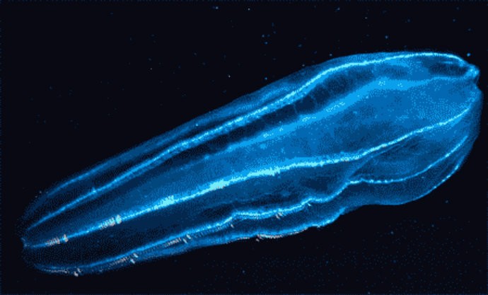 Vida orgânica similar ao plâncton é encontrada próxima de Estação Espacial (Foto: Reprodução)