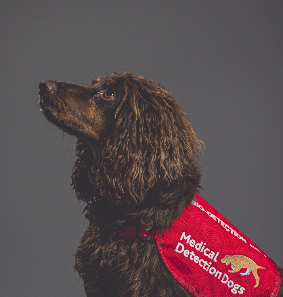 O cãozinho Asher, da raça cocker spaniel, foi um dos cachorros treinados para detectar a Covid-19 em estudo no Reino Unido. — Foto: Neil Pollock/MDD