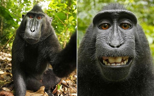 Macaco que tirou uma selfie é a personalidade do ano para a PETA