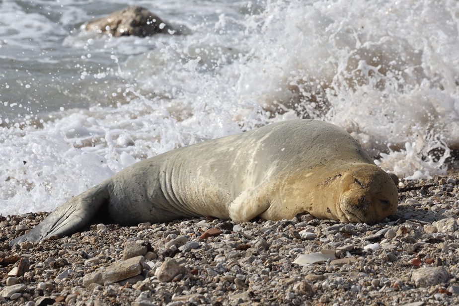 A foca-monge mediterrânea, uma espécie considerada criticamente ameaçada, encontra-se à beira-mar em Tel Aviv