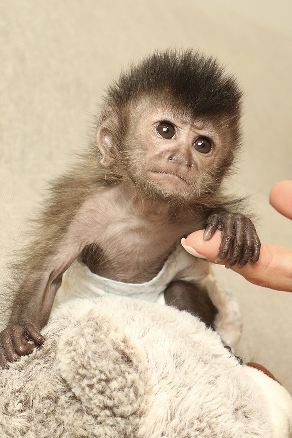Bebê macaco de Nicole Bahls posando para ensaio newborn — Foto: Divulgação/ Viny Nunes