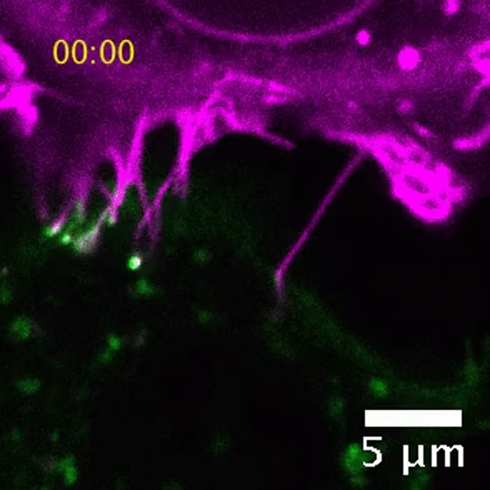 A superfície de uma célula que carrega ACE2 (magenta) se liga a proteínas de pico (verdes) em uma célula próxima (Foto: D. Sanders et al./bioRxiv.org)