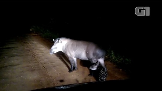 Ao voltar de festa condutor encontra anta e filhote em estrada de MS; vídeo