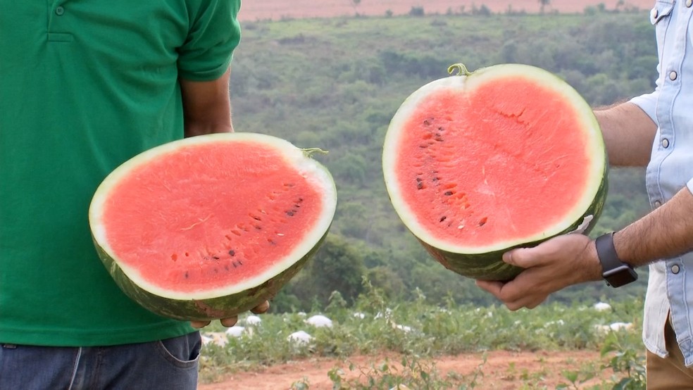 Sistema de irrigação ajuda na produtividade do cultivo de melancia — Foto: Reprodução/TV TEM