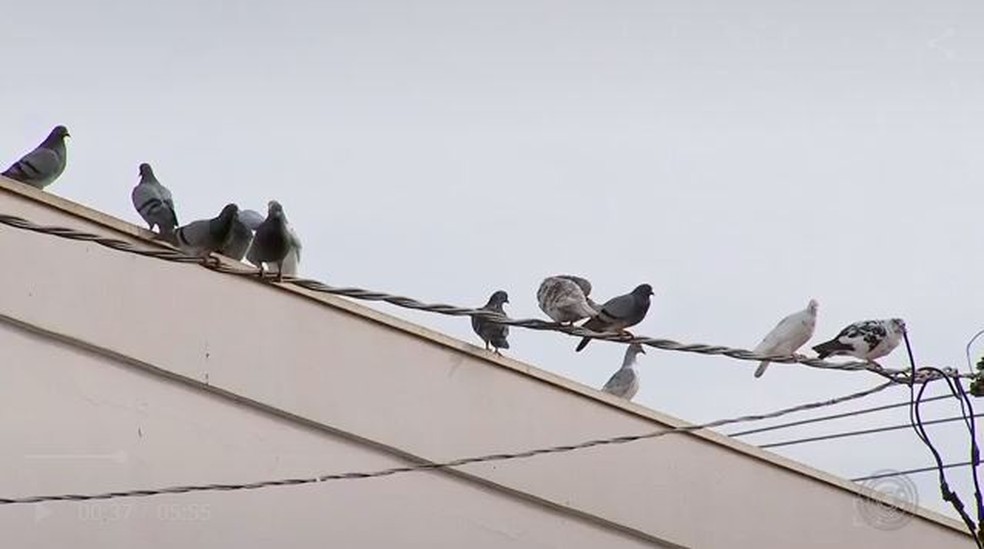 Pombos incomodam comerciantes de Angatuba (SP) — Foto: Reprodução/TV TEM