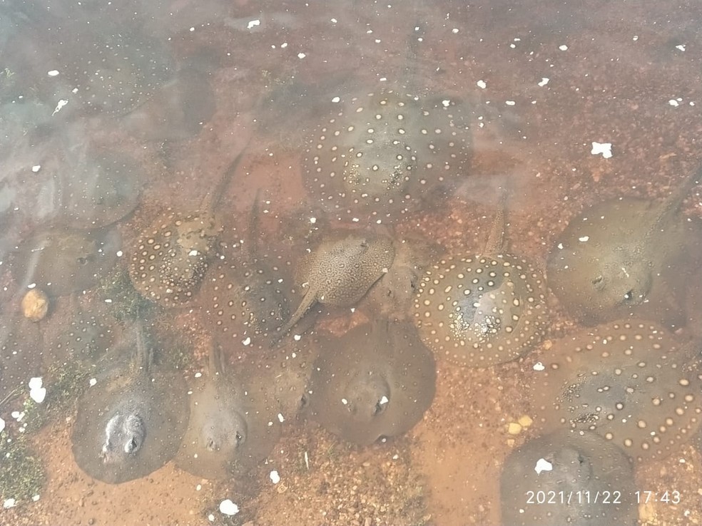 Cardume de arraias no Rio São Bento — Foto: Arquivo pessoal