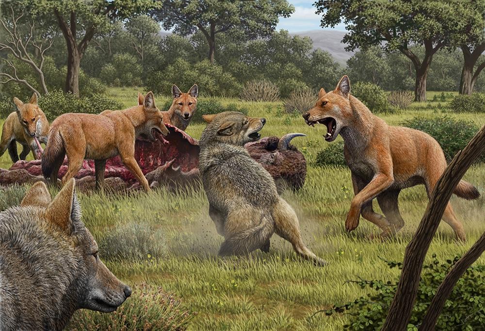 Ilustração mostra matilha de lobos-terríveis se alimentando de um bisão, enquanto um par de lobos-cinzentos se aproxima na esperança de ficar com as sobras. (Foto: Mauricio Antón/Nature)