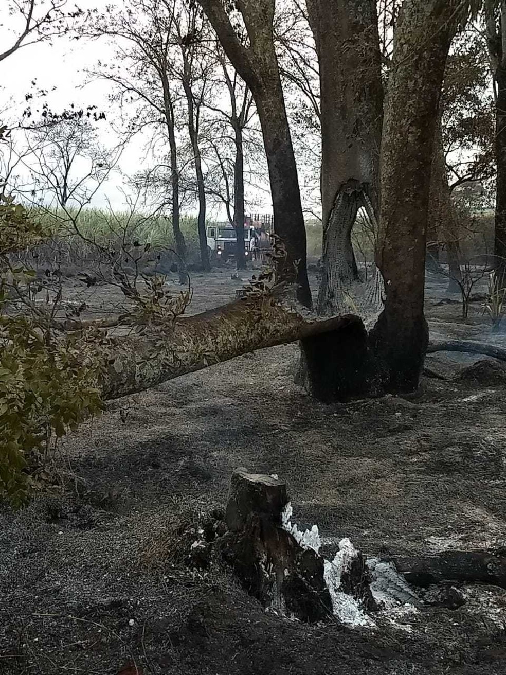 DenÃºncia diz que funcionÃ¡rios Ã© que atearam fogo no local em MS (Foto: PMA/DivulgaÃ§Ã£o)