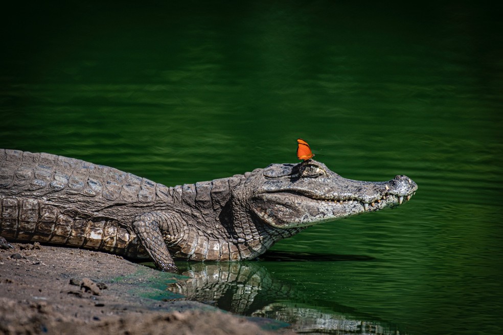 Pantanal é conhecido mundialmente por fauna diversificada.  — Foto: ArquivoPessoal/LuizFelipeMendes