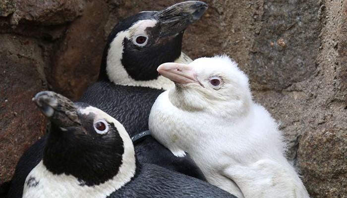 O pinguim vive no zoológico na Polônia (Foto: GdaÅ„sk Zoo)