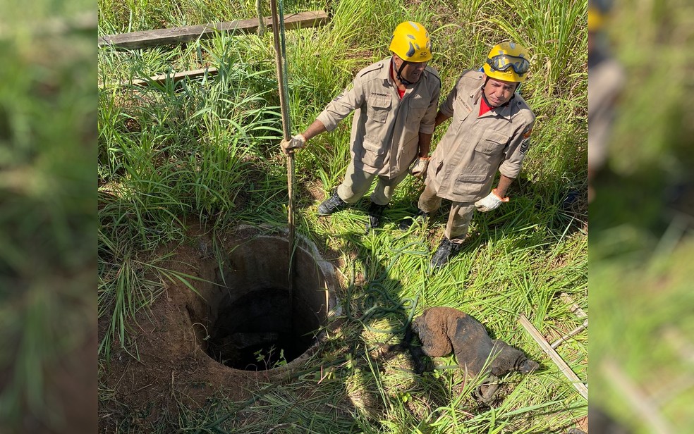 Bombeiros resgatam cachorro em fossa, em Anápolis — Foto: Divulgação/Corpo de Bombeiros