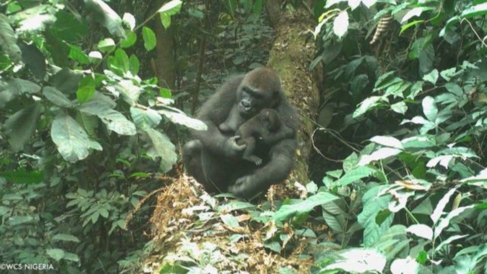 Os gorilas-do-rio-cross são muito desconfiados dos humanos, e as fotos deles são bastante raras — Foto: WCS NIGERIA/BBC