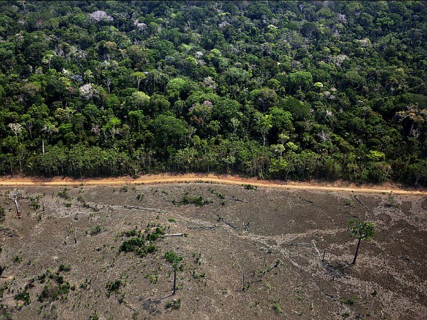 Greenpeace documenta área de desmatamento no município de Lábrea no sul do Amazonas (Foto: Greenpeace / Marizilda Cruppe)
