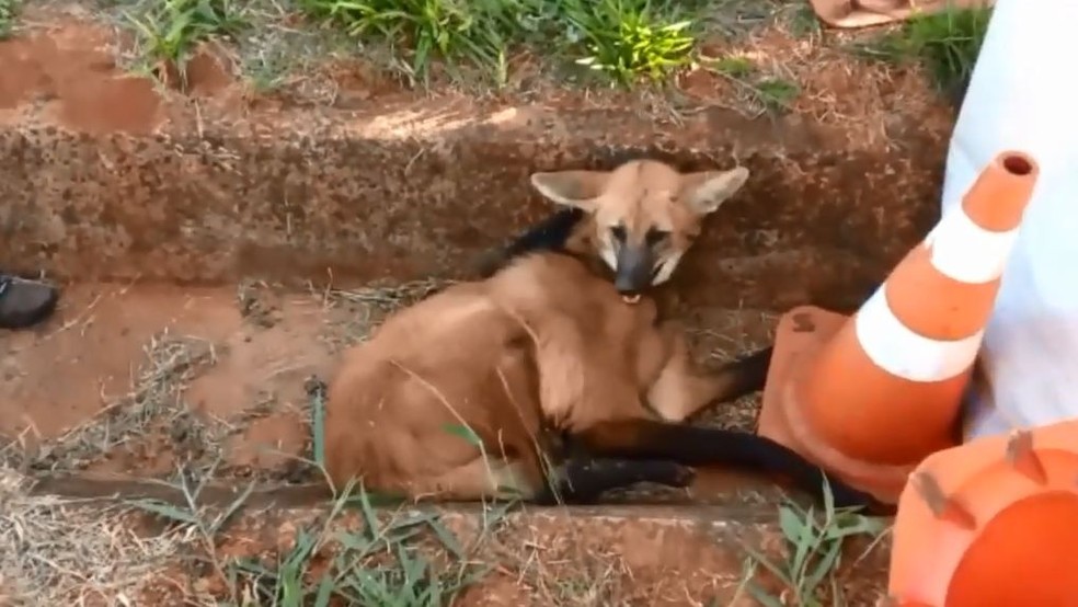 O lobo-guará encontrado atropelado em rodovia da região não resistiu e morreu: 