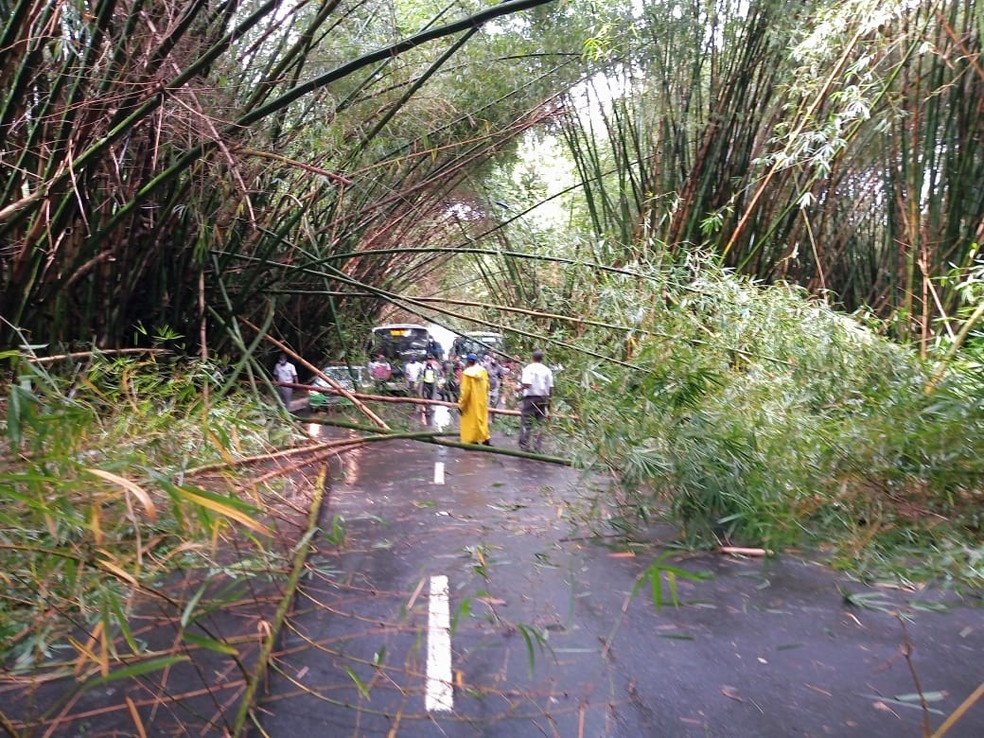 Em dia de chuva forte, bambus que ficam em via de acesso do aeroporto de Salvador caem e interditam tr&acirc;nsito  &mdash; Foto: Cid Vaz/TV Bahia