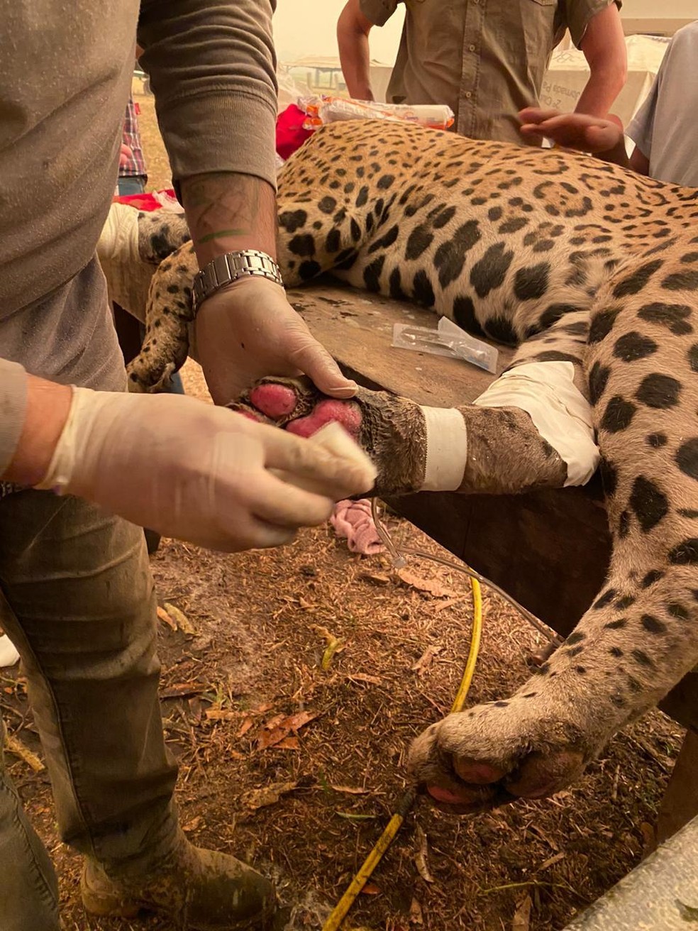 Onça com as patas queimadas recebe cuidados de uma equipe de veterinários — Foto: Arquivo pessoal