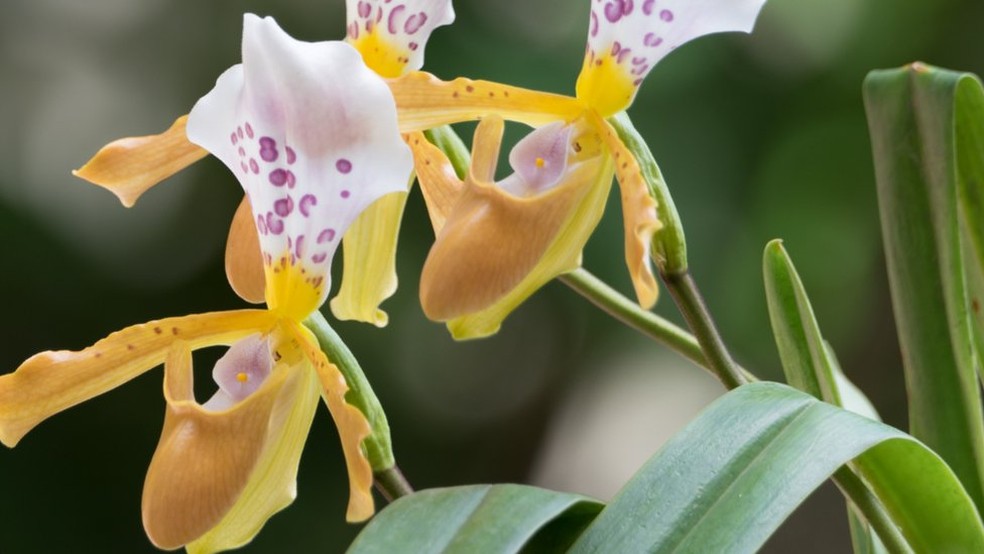 Orquídea do Laos — Foto: Adunyadethluangaphay