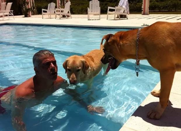 Lulu Santos nada na companhia dos cachorros que é tutor (Foto: Instagram/@lulusantosoficial/Reprodução)