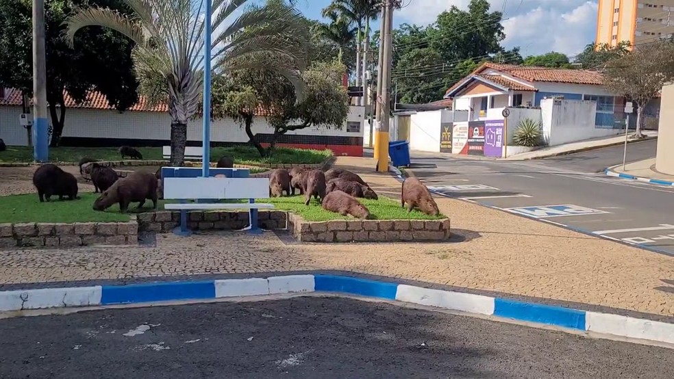 Apesar de serem inofensivas, as capivaras podem transportar carrapatos  — Foto: Reprodução/Redes sociais