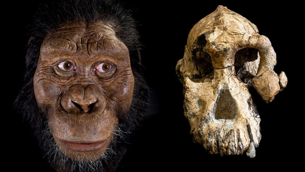 Reconstrução facial de A. anamensis por John Gurche e Susan e George Klein (Foto: Fotografia de Matt Crow, cortesia do Museu de História Natural de Cleveland)