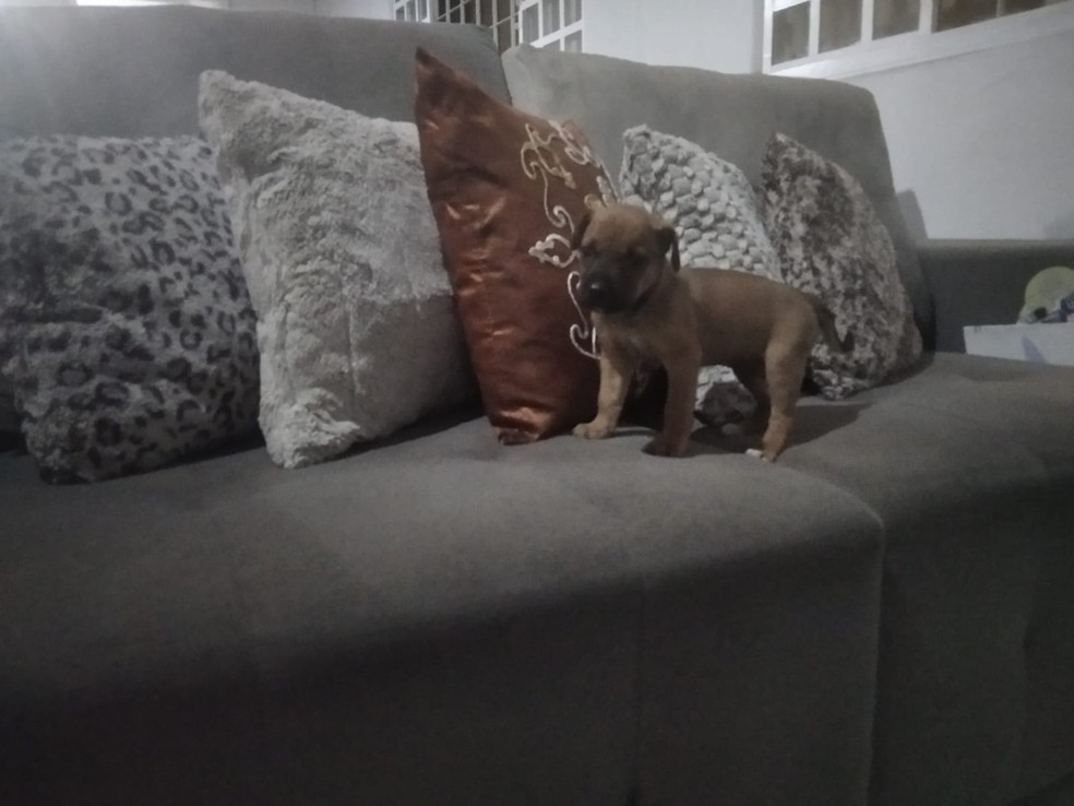 Filhote de cachorro fica preso em parede de casa e é resgatado pelo Corpo de Bombeiros, em Teresina — Foto: Luiz Carlos Silva/ Arquivo pessoal