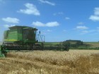 Preço do trigo provoca insatisfação dos produtores do grão no RS