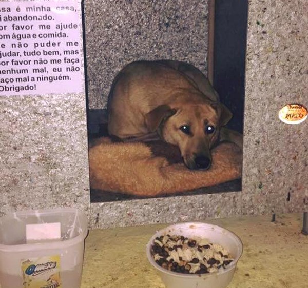 Cão abandonado recebe abrigo em Lages, Santa Catarina (Foto: Divulgação)