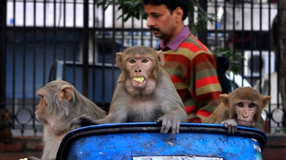 Alta densidade de humanos em cidades e degradação de habitat de animais provocam a emergência de mais epidemias — Foto: Getty Images via BBC