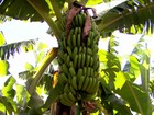 Águas do Rio Grande permitem produção de frutas no oeste da Bahia