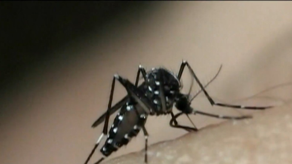 Aedes aegypti, transmissor da dengue.  — Foto: Reprodução/TV Gazeta