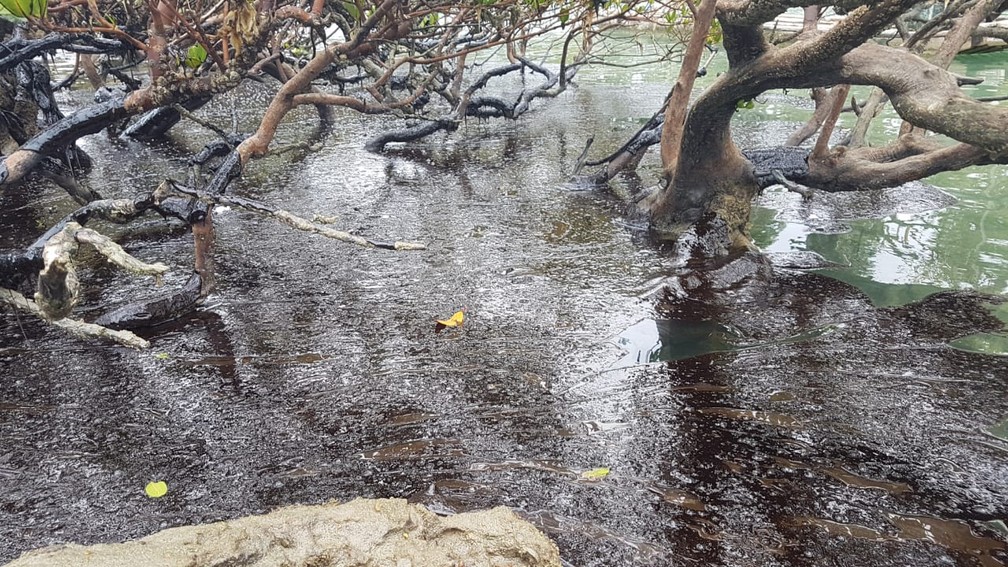 Óleo atingiu área da Praia dos Carneiros, no Litoral Sul de Pernambuco, nesta sexta-feira (18) — Foto: Clemente Coelho Junior/WhatsApp