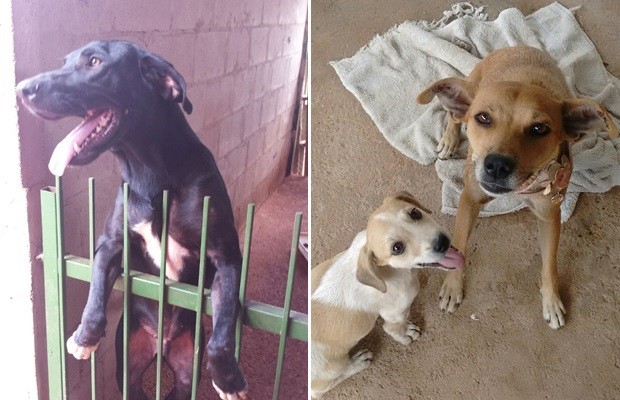 Animais esperam novos donos em Feira de Adoção em Goiânia Goiás (Foto: Divulgação/Aspaan)