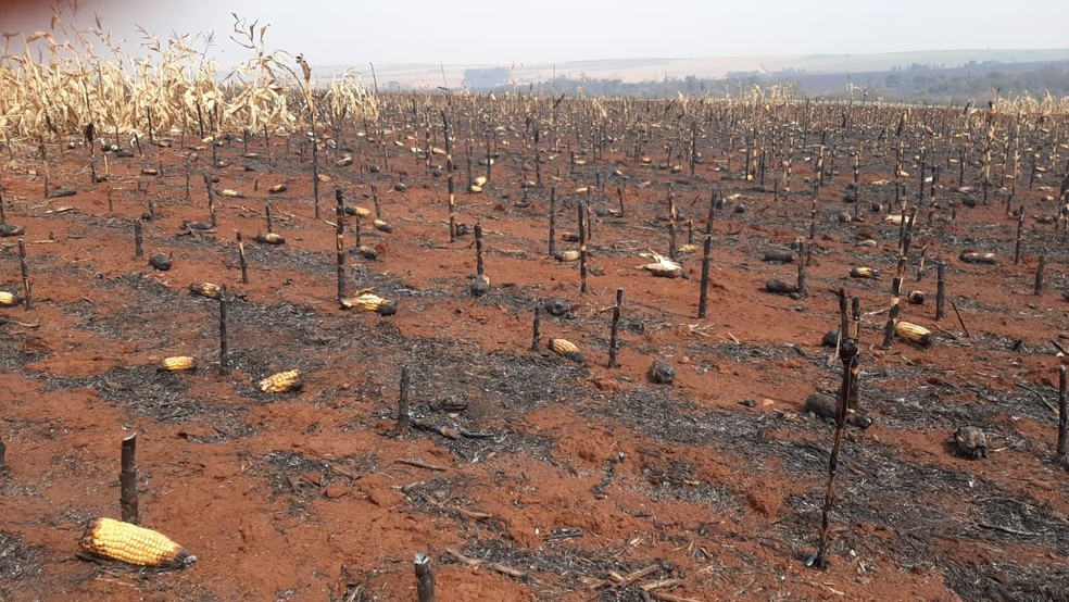Incêndio em Palmital destruiu plantação de milho, cana de açúcar e área de vegetação permanente — Foto: Adolfo Lima/ TV TEM