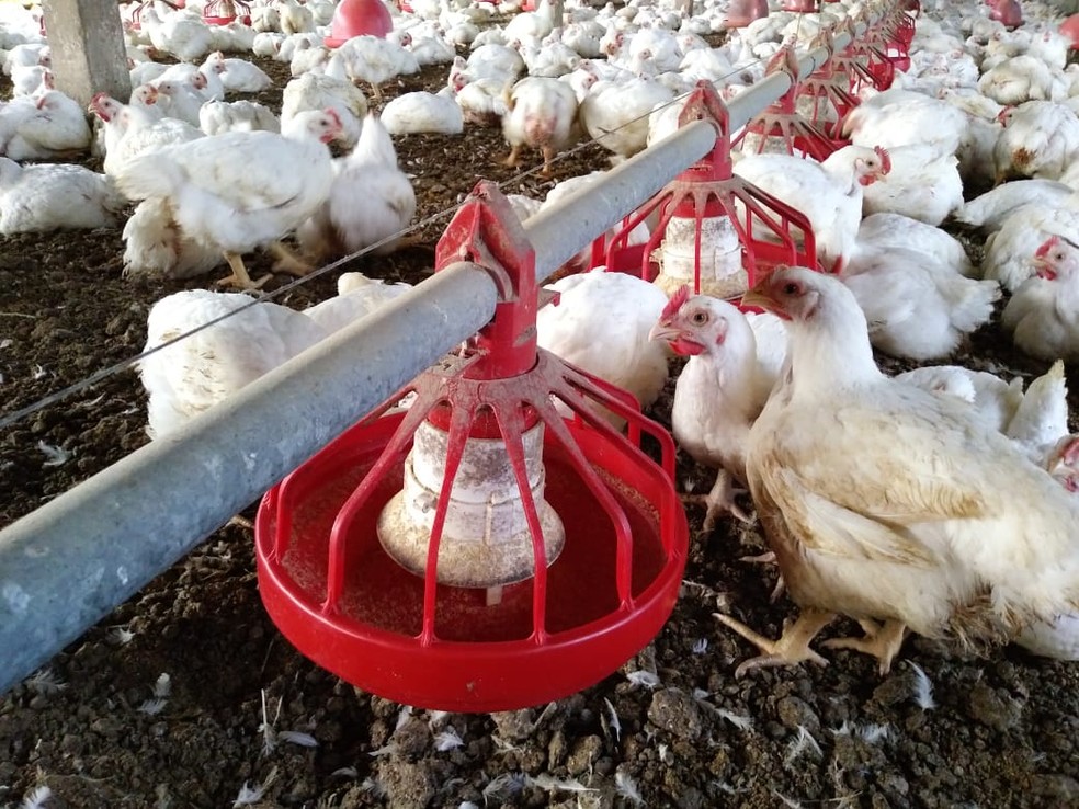 China reporta surto de gripe aviária e abate quase 18 mil animais ...