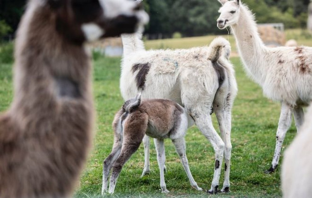 Lhamas e alpacas têm anticorpos evoluídos que cientistas 'redesenharam' no laboratório — Foto: Universidade de Reading/BBC