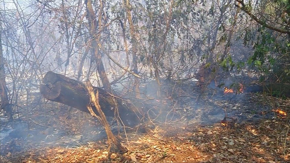 Queimada atinge Bosque Municipal de Jales  — Foto: Reprodução/TV TEM 