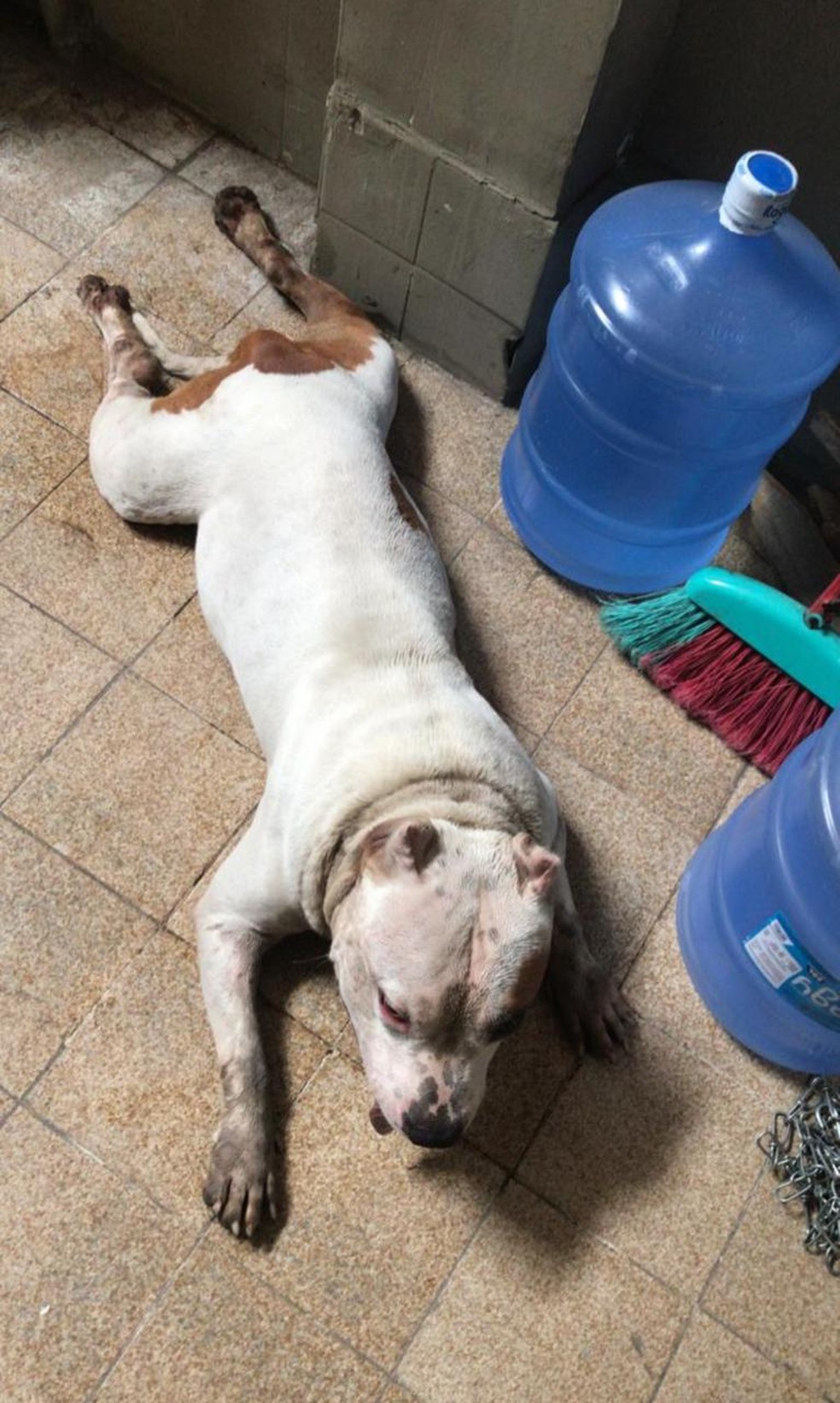 Cachorro vítima de maus-tratos foi resgatado em Maceió, AL — Foto: Rick Vieira/Arquivo Pessoal