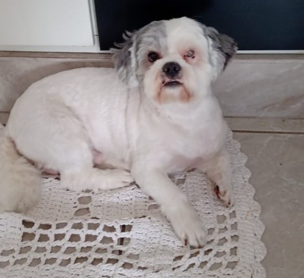 Tutora denuncia maus-tratos após cãozinho ser esquecido em pet shop em Santos, SP — Foto: Arquivo Pessoal