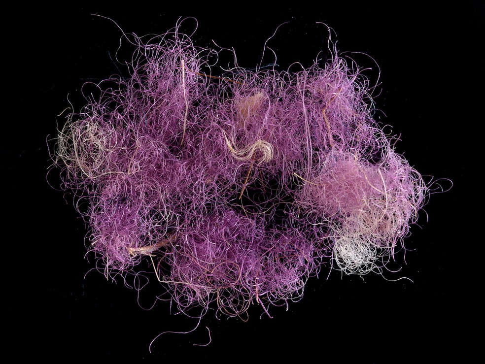 Fragmento de tecido roxo escavado no Vale de Timna, no sul de Israel. — Foto: Dafna Gazit/ Israeli Antiquities Authority/ AFP
