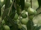 Em SC, pesquisadores comemoram resultado da produção de azeitonas 