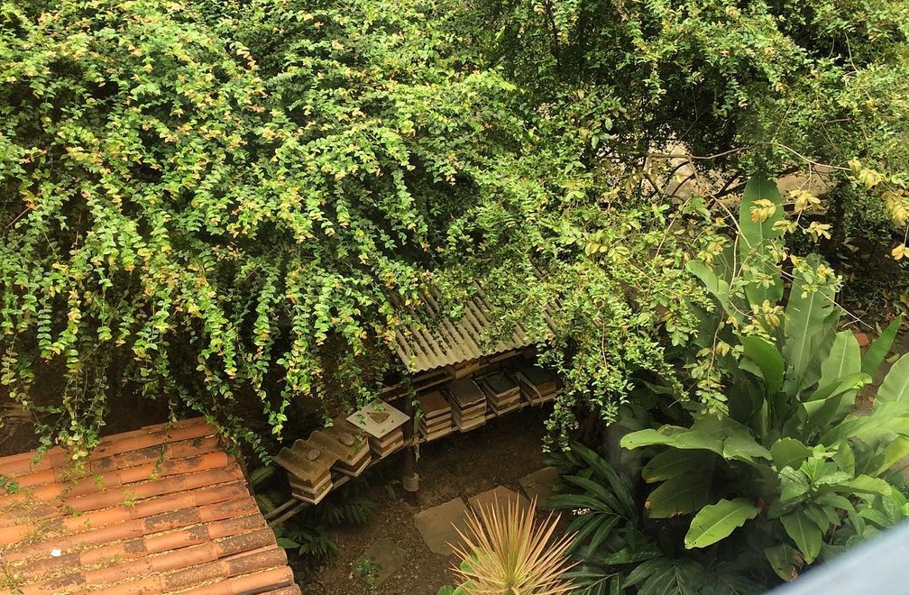 O biólogo Pedro Matias cria as abelhas em ferrão no quintal de casa, no bairro do Garcia, área central da capital baiana — Foto: Pedro Matias/ Arquivo Pessoal