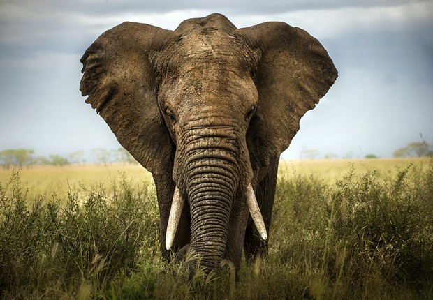Até quatro elefantes selvagens são capturados, por hora, na África  (Foto: Thinkstock)