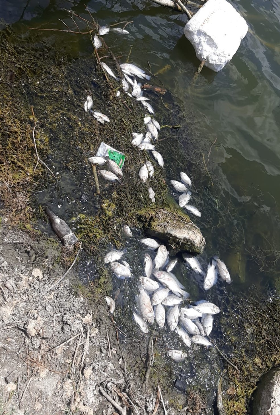 Prefeitura de Jo&atilde;o C&acirc;mara, RN, investiga mortandade de peixes em a&ccedil;ude do munic&iacute;pio.  &mdash; Foto: Cedida